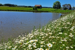 Weiher Ingenried